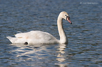 Photo - Mute Swan