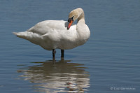 Photo - Mute Swan