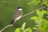Photo - Eastern Kingbird
