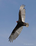Photo - Turkey Vulture