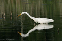 Photo - Great Egret