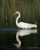 Photo - Great Egret