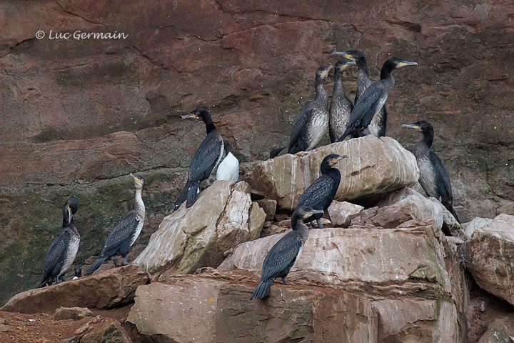 Photo - Great Cormorant