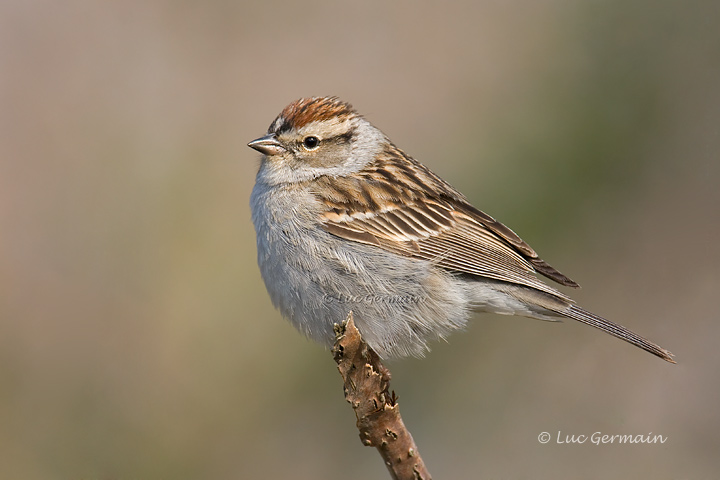 Photo - Chipping Sparrow