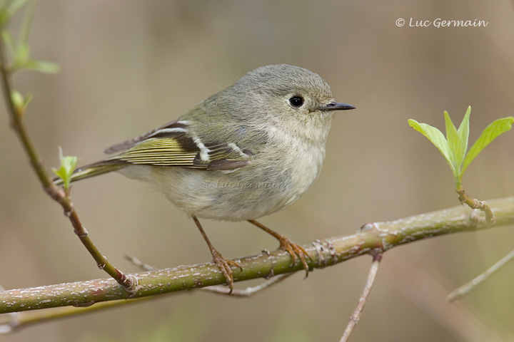 Photo - Ruby-crowned Kinglet