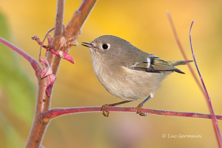 Photo - Ruby-crowned Kinglet