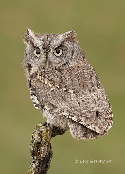 Photo - Eastern Screech-Owl