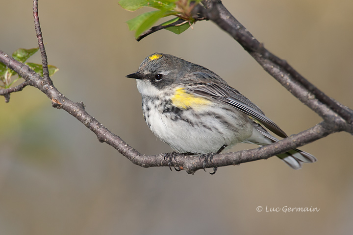 Photo - Yellow-rumped Warbler
