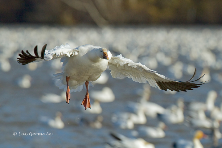Photo - Snow Goose