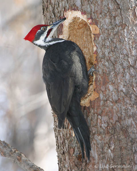 Photo - Pileated Woodpecker