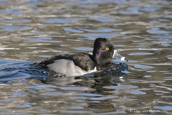 Photo - Ring-necked Duck