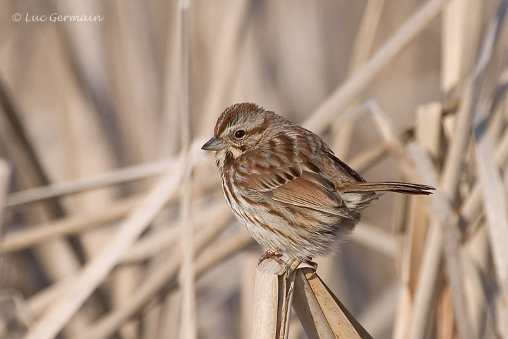 Photo - Song Sparrow