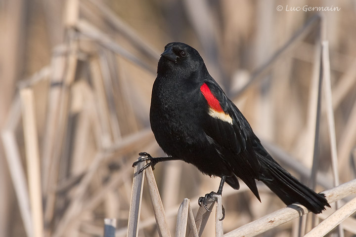 Photo - Red-winged Blackbird