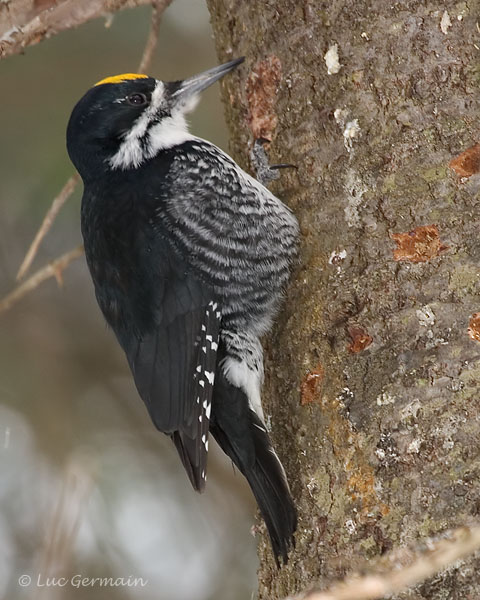 Photo - Black-backed Woodpecker
