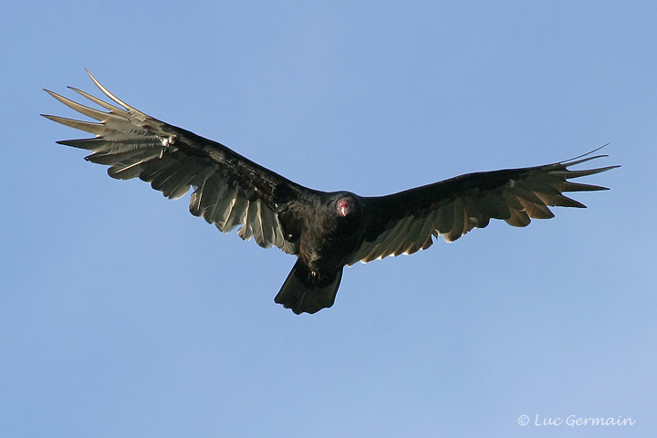 Photo - Turkey Vulture