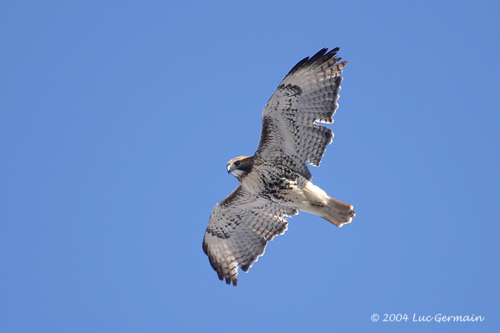 Photo - Red-tailed Hawk